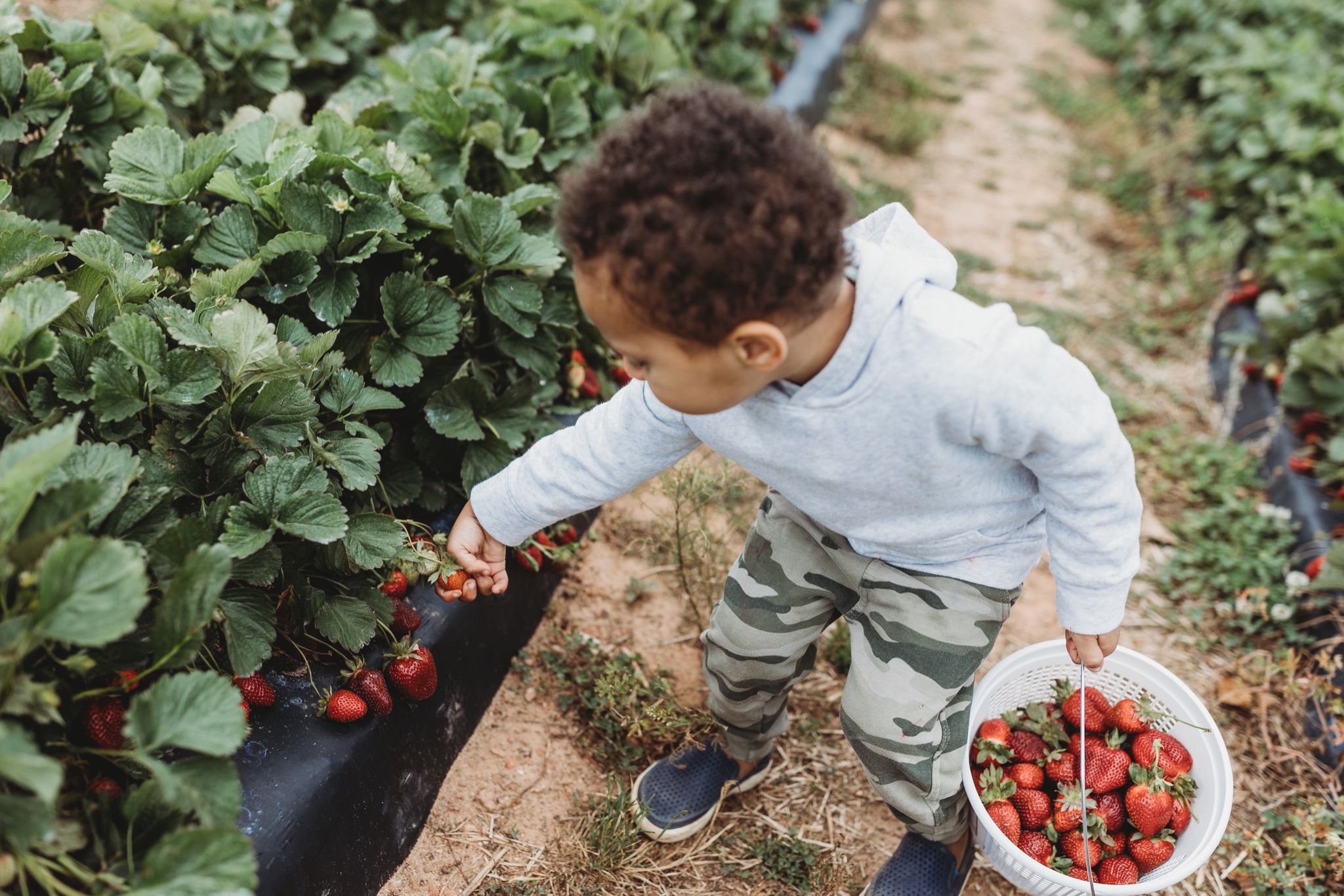 Toddler picking strawberries at Southern Belle Farm near Atlanta