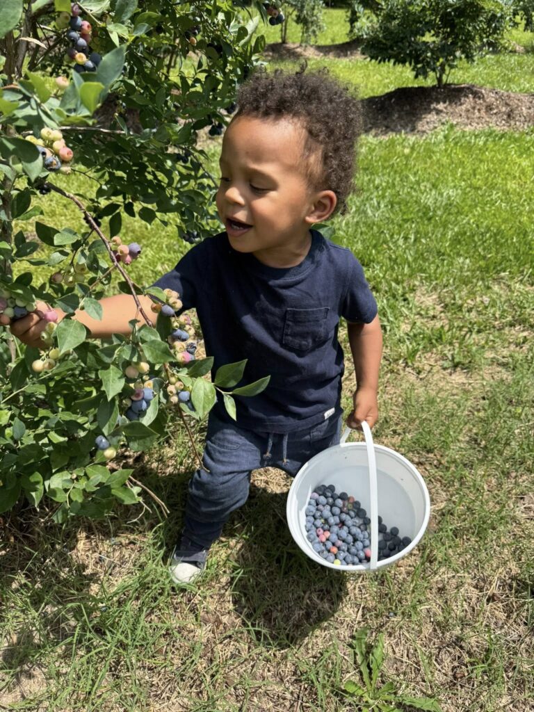 Freshly picked blueberries collected during our visit to Feldwood Farms.