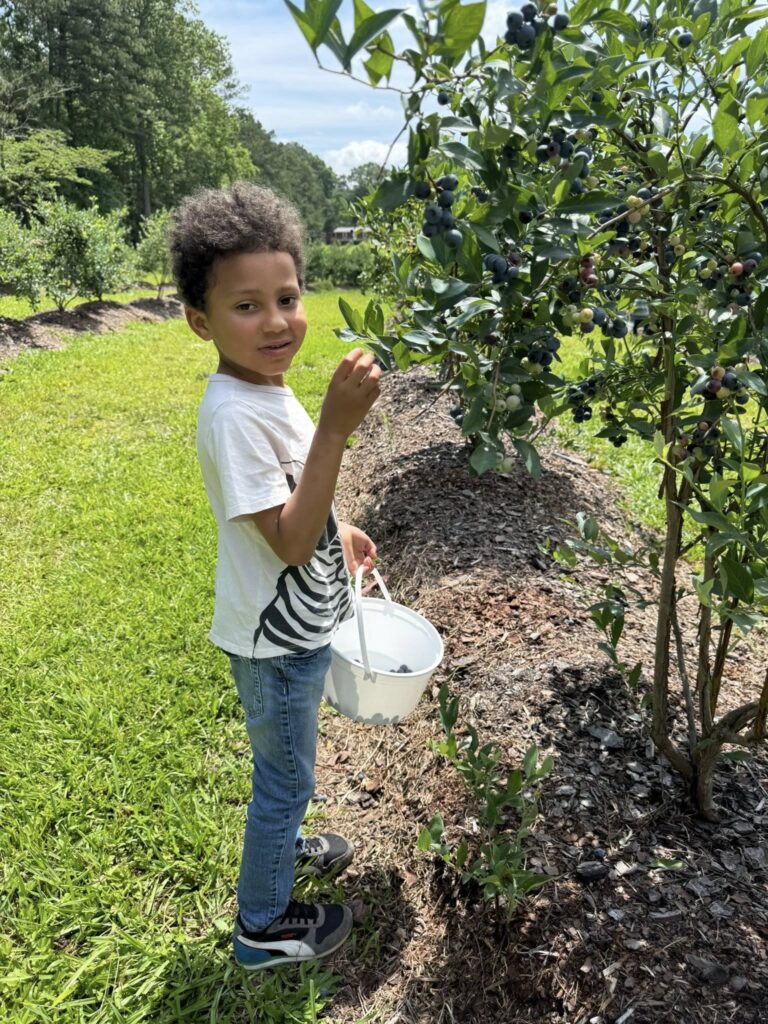 lueberry bushes loaded with ripe fruit at Feldwood Farms.