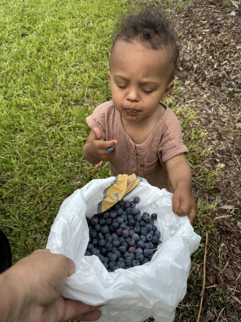 My boys enjoying freshly picked blueberries straight from the bush at Feldwood Farms.
