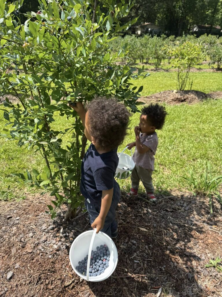 Twin boys picking ripe blueberries at Feldwood Farms near Atlanta.