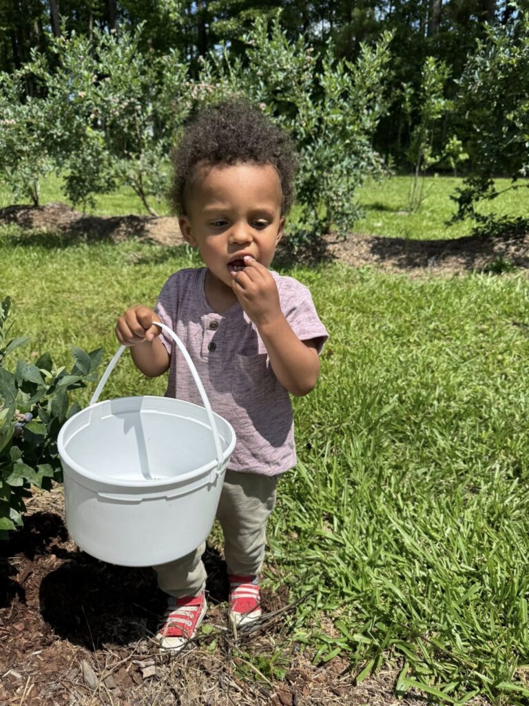 Snacking on freshly picked blueberries during a summer morning at Feldwood Farms.