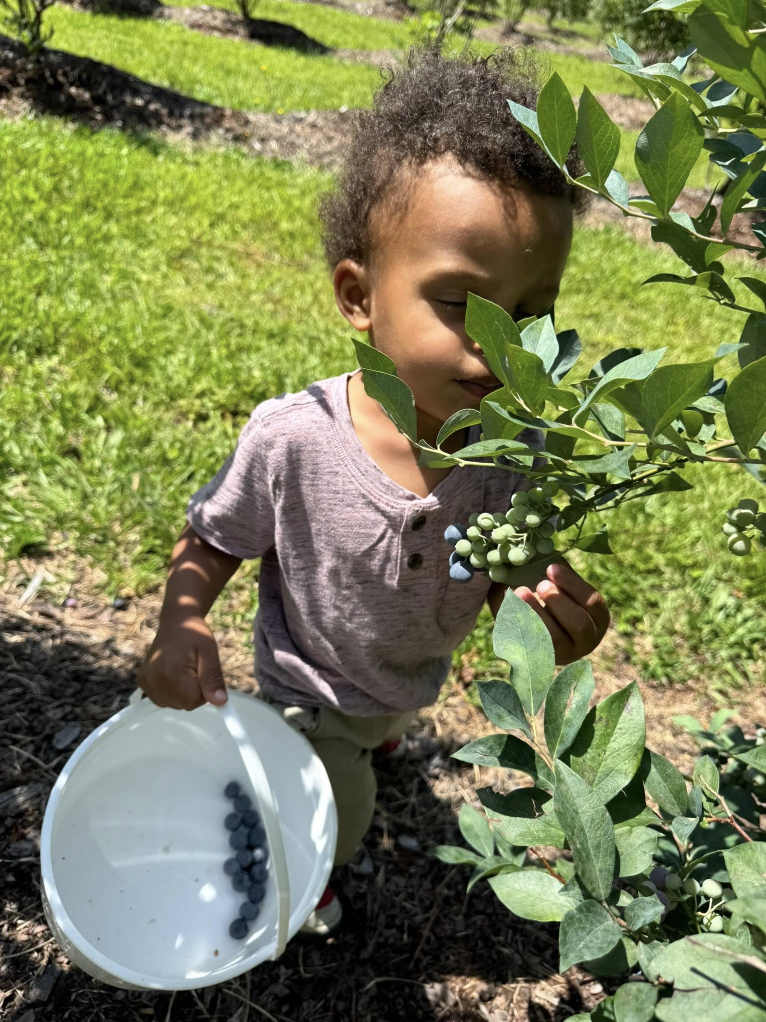 Peaceful family day spent blueberry picking and enjoying nature at Feldwood Farms.