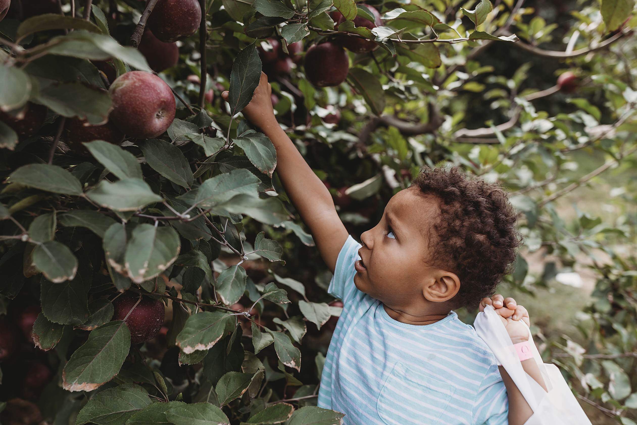 Apple picking atlanta at BJ Reece orchard in Ellijay